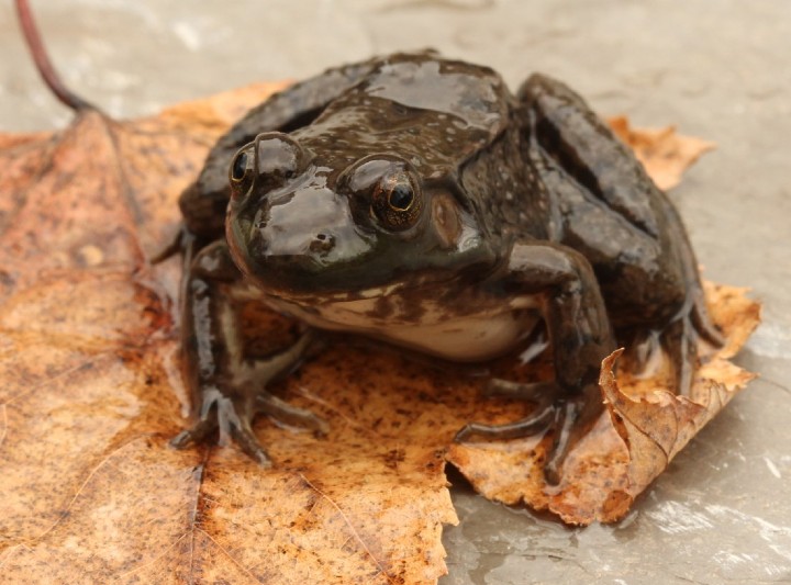 Green Frog
